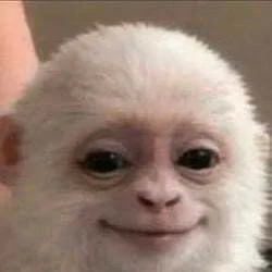Albert the Monkey