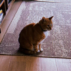 Ansem’s Cat
