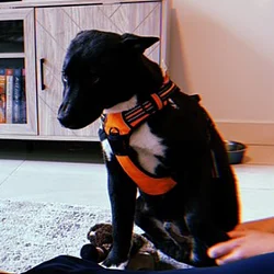 Ansems Dog