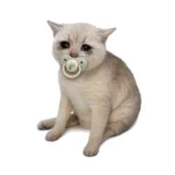 Baby Cash Cat