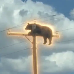 Bear On Pole