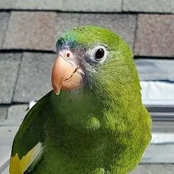 Bebe The Parrot
