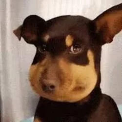 蜜蜂狗（Beedog) (蜜蜂狗)