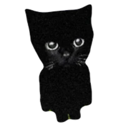 Bro the cat