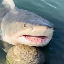 부캉이 busan shark