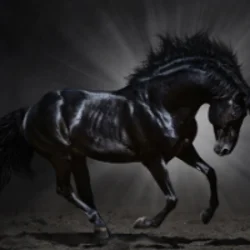 Dark Horse