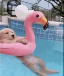 doginpool