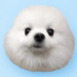 Durovs Dog