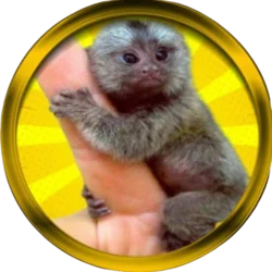 Finger Monkey