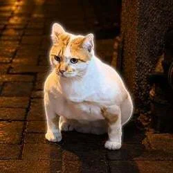 Gigacat