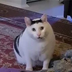 Huh The Viral Cat