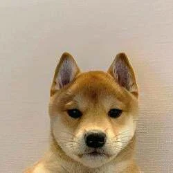 It’s just a Dog
