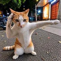 Karate Cat