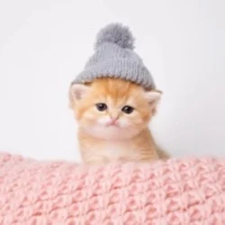Kitten Wif Hat