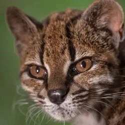 Leopardus tilcayo