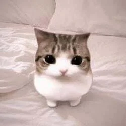 Meowpin