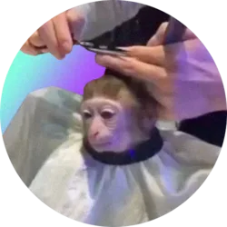monkeyhaircut