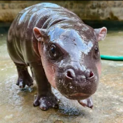 Moo Nam Tok