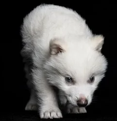 New Ancient DNA Cloned Wolf