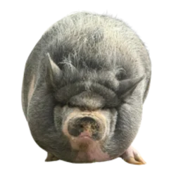Nikepig (NIKEPIG)