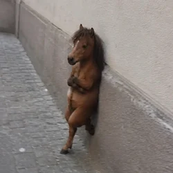 Nonchalant Horse