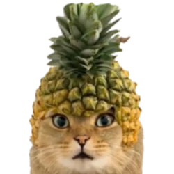 Pineapple Cat