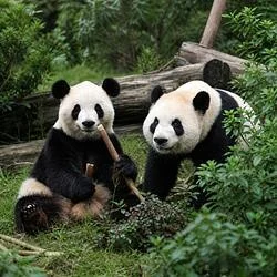 Ping Ping and Fu Shuang