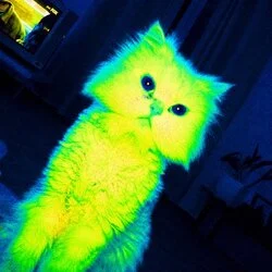 Quantum Cat (QCAT) logo