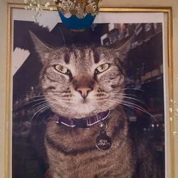 Remember KitKat