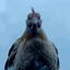 Retarded Chicken