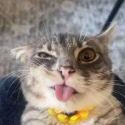 Rigby The Cat