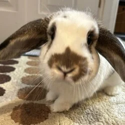 Solport Tom’s bunny Lola