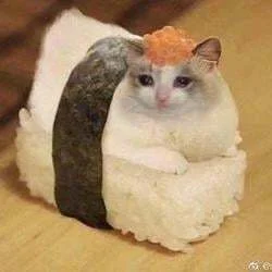 Sushi Cat