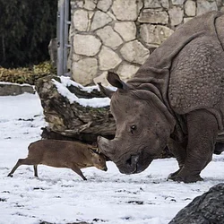 The Alpha Deer