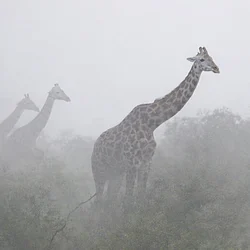 The Giraffes