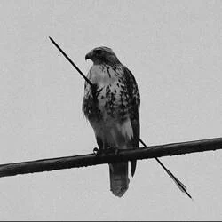 The Hawk
