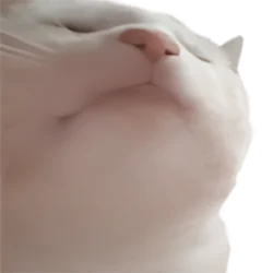 Vibe Cat