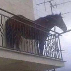 year of the horse (JUAN)